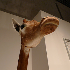 Image1