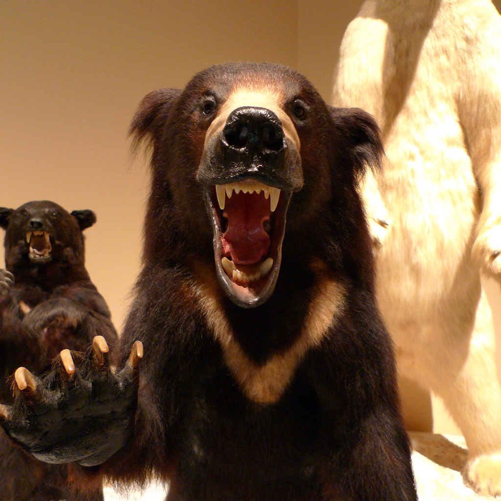 クマー!